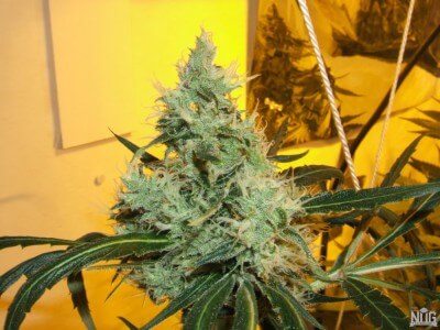 Buy Las Vegas Lemon Skunk Online