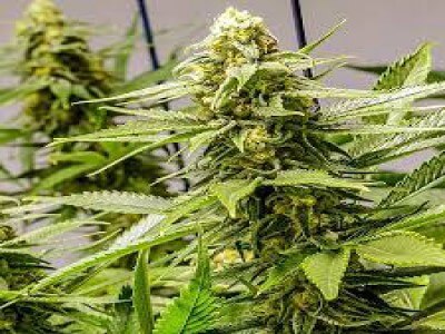 Buy Apollo 99 Marijuana Strain Online