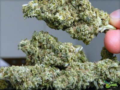 Buy AK-47 Marijuana Strain Online