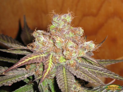 Buy Grape Ape Marijuana Strain Online