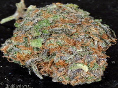 Buy Bordello Kush Marijuana Strain Online