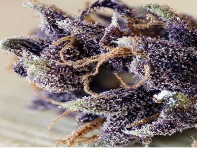 Buy Grand Daddy Purple Online