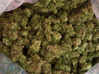 White Widow marijuana strain